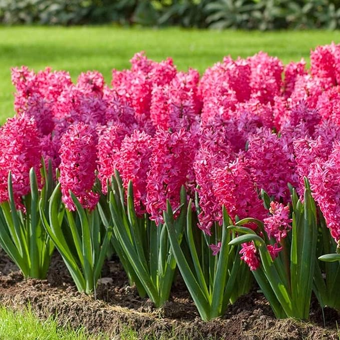 Hyacinth Jan Bos Flower Bulbs – Deep Carmine Red Blooms, Fragrant Spring Hyacinth Bulbs for Fall Planting, Easy Grow Indoor & Outdoor Plant Bulbs, Top Size 16/+ cm