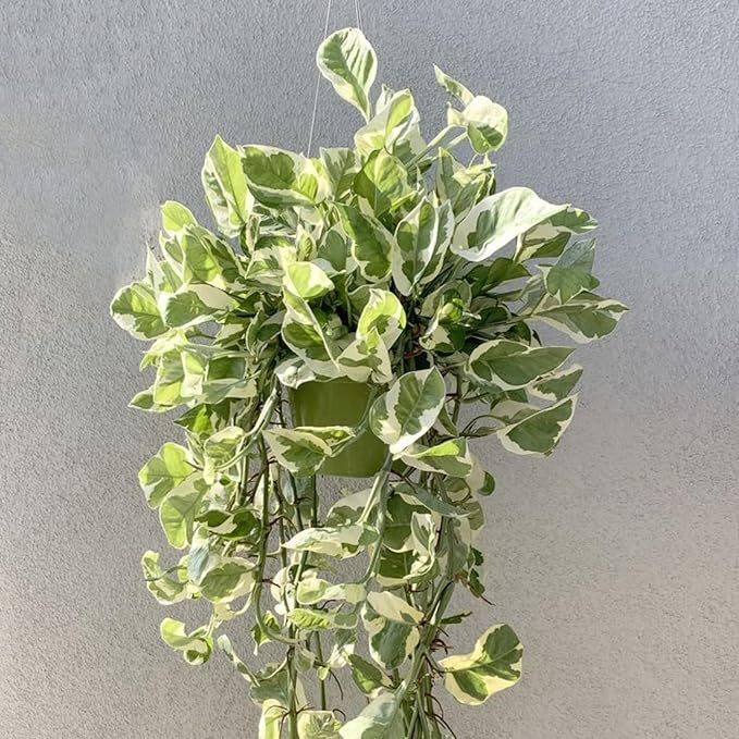 2 Rare White Pattern Pothos Plant, Variegated Plant Live for Indoor, 3 Inches Pot