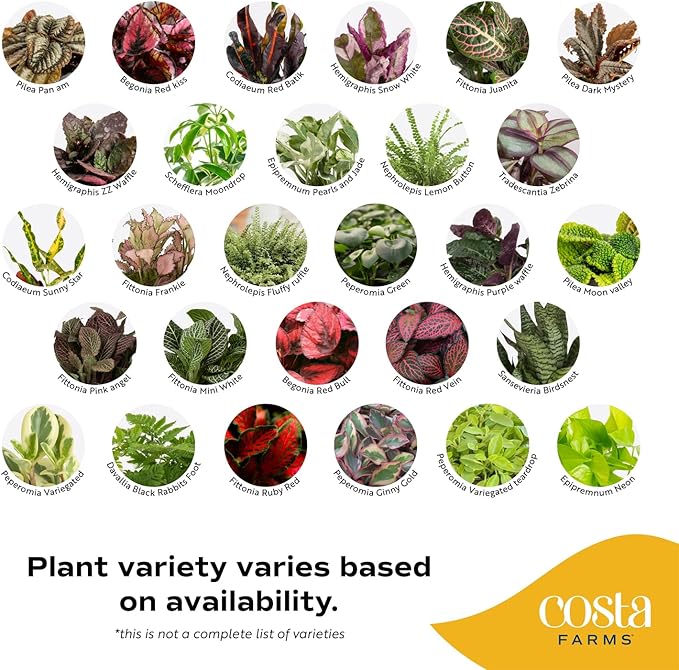 Costa Farms Live Plants (Pack of 12), Easy to Grow Live Indoor Houseplants in 2.5-Inch Plant Pots, Hand-Selected Varieties, Home and Room Decor