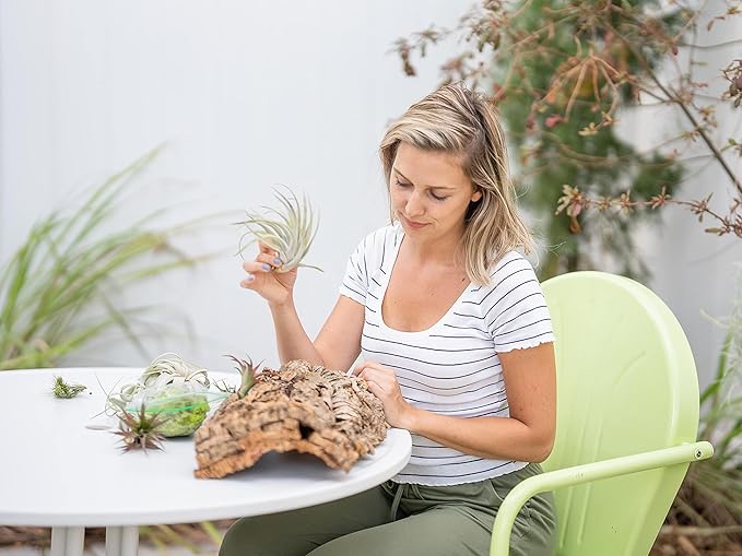 Medium Natural Cork Bark DIY Kit with Four Assorted Air Plants, Glue and Hook - Live Tillandsia Succulent House Plant - Wholesale and Bulk - Home and Garden Decor - Easy Care Indoor and Outdoor Plants