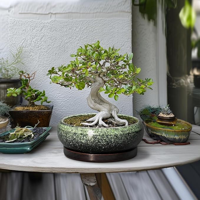 EPFamily Bonsai Pots 10 Inch - Ceramic Pots for Plants Indoor Outdoor, Succulent Pot with Drainage Hole and Saucer, Large Bonsai Planter, Round Shallow Planter, Office Decor, Gardening Gift, Green