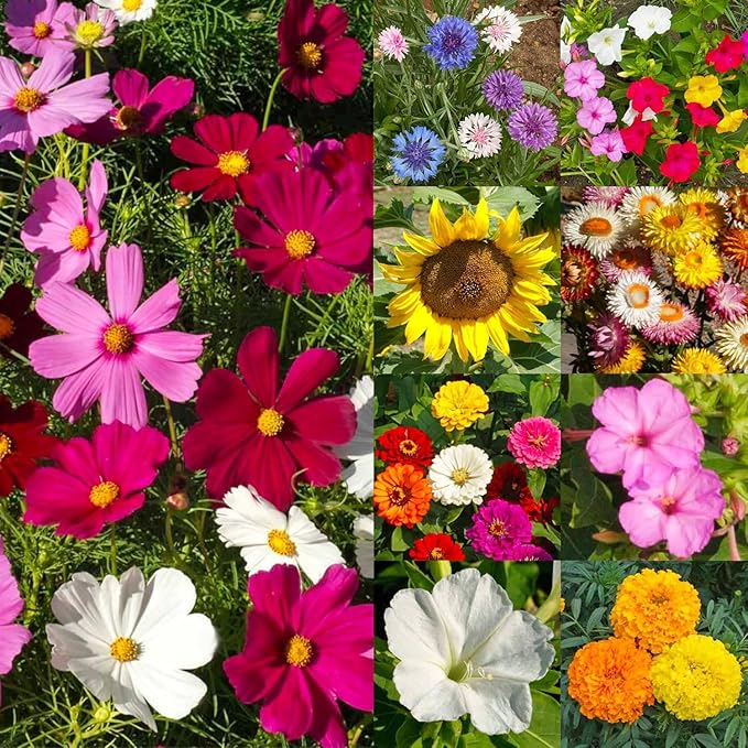 Seed Needs 2 Ounce Large Blooms Mix Hummingbird and Butterfly Garden Wildflower Flower Seeds for Planting | 7 Varieties Open Pollinated | Resealable Package Live Wild Flower Seed | Bulk