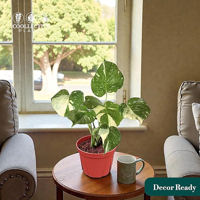 CoollectivePlants Monstera Thai Constellation - Live 6″ Variegated Houseplant in Growers Pot, Easy Care Indoor Plant, Thai Constellation Monstera Live Plant for Home or Office Décor