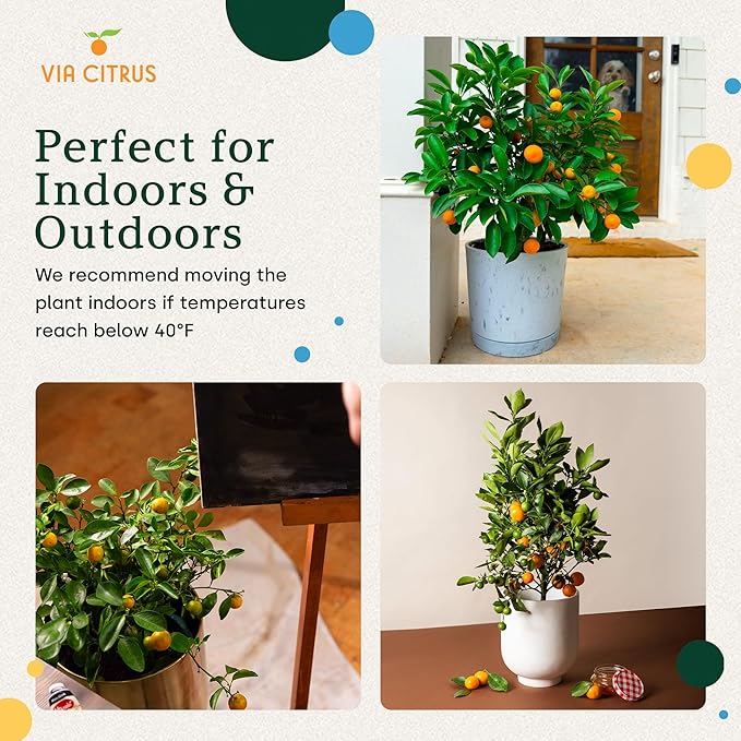 Calamondin Tree Live Plants Outdoor Plant 13" - 22" Tall Dwarf Indoor Fruit Trees Live Plants Cannot Ship: CA, AZ/TX/LA – Patio Fruit Plant Pot, Real Citrus Tree Pot, Housewarming Gifts by Via Citrus