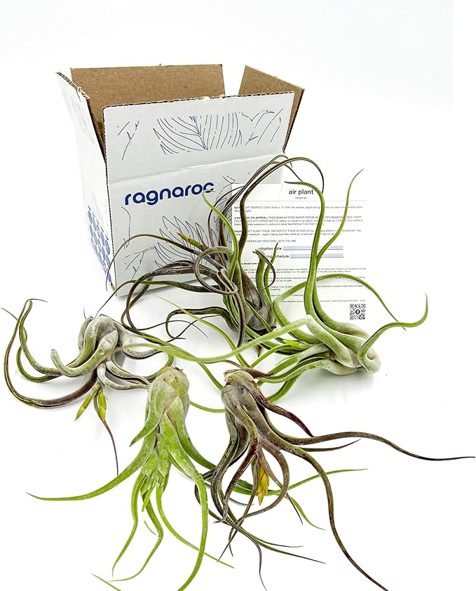 ragnaroc Air Plants - Flowering Tillandsia Caput Medusae, Large 5-7" - 5ct - Live Arrival Guaranteed - House Plants for Home Decor & Gift