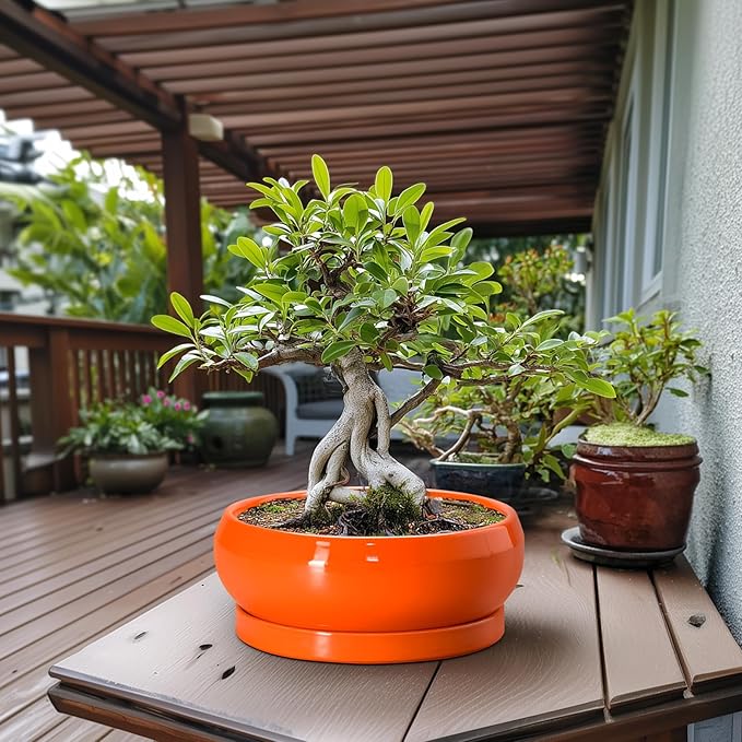 EPFamily Bonsai Pots - 13 Inch Ceramic Succulent Pots with Drainage Hole and Saucer, Shallow Planter for Indoor Outdoor, Bonsai Planters, Large Planter Bowl, Porch Decor, Gift for Plant Lover, Orange