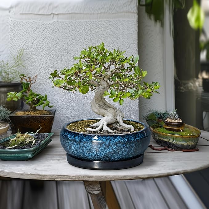 EPFamily Bonsai Tree Pots 10 Inch - Ceramic Succulent Pot with Drainage Hole and Saucer, Bonsai Pots for Indoor Outdoor, Round Succulent Planter, Shallow Planter, Desk Decor, Plant Lover Gifts, Blue