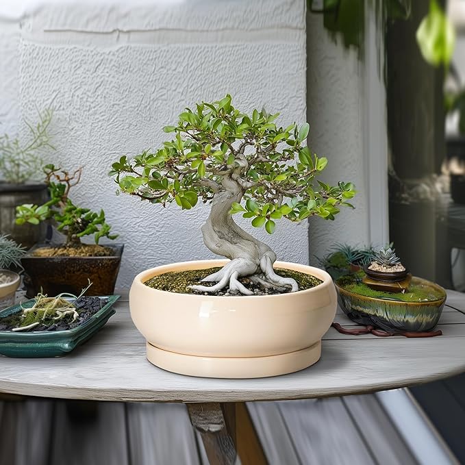 EPFamily Bonsai Pots - 10 Inch Ceramic Succulent Planters Indoor Outdoor, Bonsai Planters with Drainage Hole and Saucer, Round Shallow Planter, Bowl Planter, House Decor, Gifts for Plant Lover, Beige