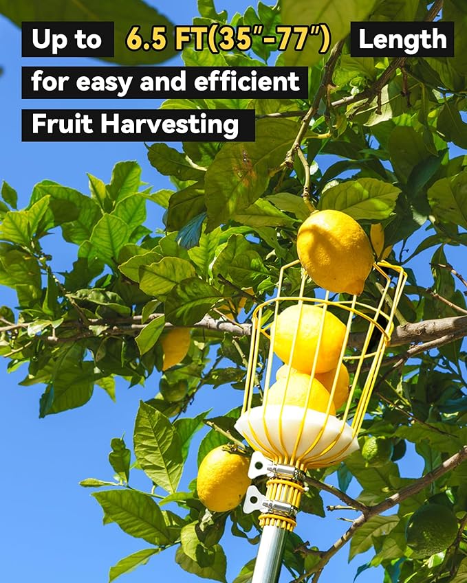 6.5FT Fruit Picker with Basket, Apple Picking Tool 35–77 Inch Adjustable Pole, Long-Handle Mango Grabber, Tree Fruit Catcher for Harvesting Lemon Pear Orange Avocado Peach Citrus Grapefruit
