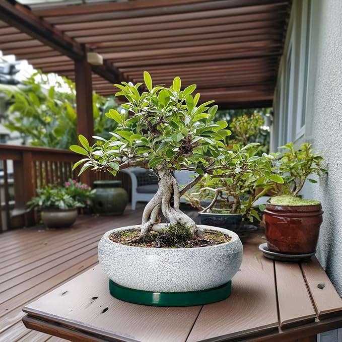EPFamily Bonsai Pots 13 Inch - Shallow Ceramic Planter with Drainage Hole and Saucer, Round Succulent Pots for Indoor Outdoor, Large Succulent Planter, Apartment Decor, Gardening Gifts, Green