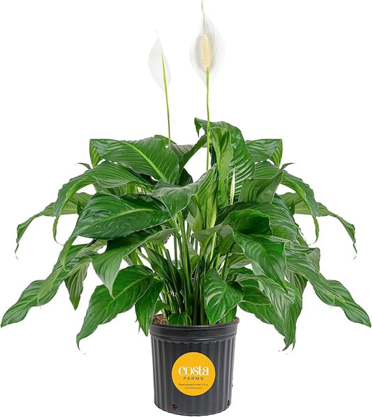 Costa Farms Peace Lily Extra Large Live Plant in Plastic Pot, Air Purifying Flowering Indoor Houseplant, Perfect for Home, Room, or Office Decor, Great House Warming or Birthday Gift, 3-4 Feet Tall