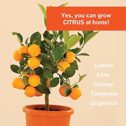 Citrus Tree Fertilizer Kit - Complete 3-in-1 Plant Food with NPK Granules, Liquid Micronutrients & Calcium for Container Lemon Orange Lime Trees, 3-Month Supply for Indoor Outdoor Citrus Plants