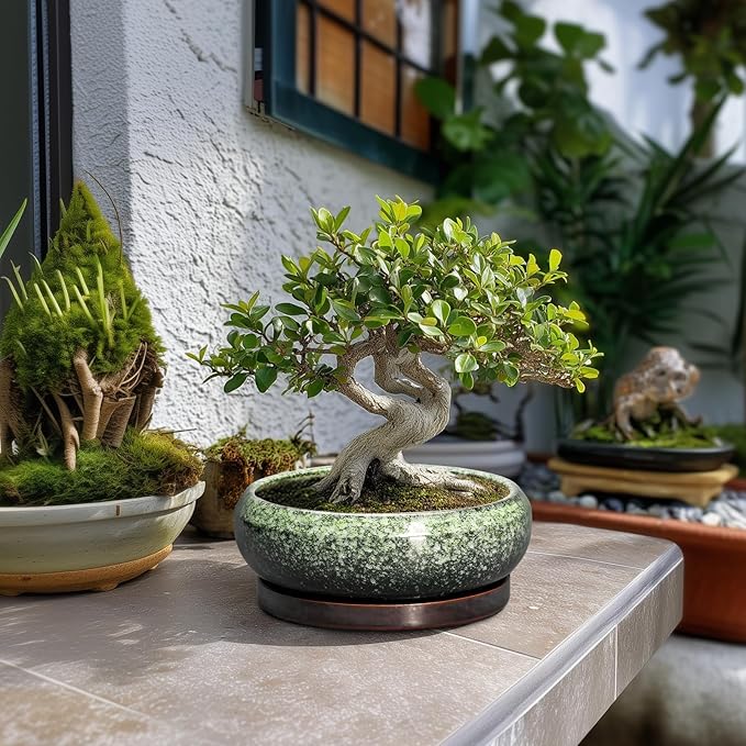 EPFamily Bonsai Pots 8 Inch - Ceramic Succulent Pots with Drainage Hole and Saucer, Shallow Plant Pot for Indoor Outdoor, Bonsai Tree Pots, Round Planter Bowl, Home Decor, Gift for Plant Lover, Green