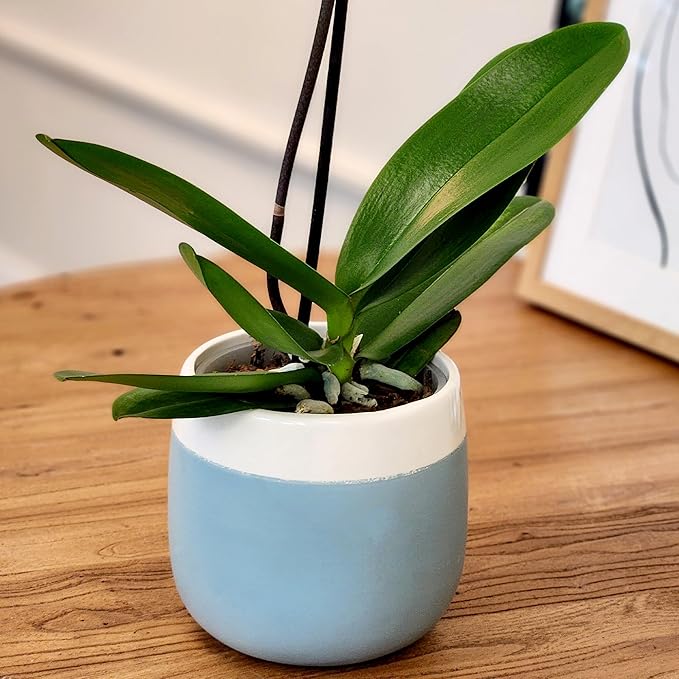 Premium Spotted Live Orchid Plant Blooming in 3.5" Blue & White Orchid Pot, Live Plants, Houseplant Gifts, Approx. 16" Tall, Pet Friendly Houseplants, Phalaenopsis Moth Flower by Plants for Pets