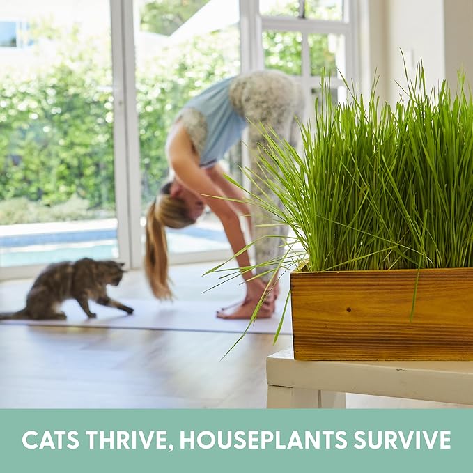 The Cat Ladies Cat Grass Kit with Rustic Wood Planter, Seed and Soil. Easy to Grow for Indoor or Outdoor Cats, Dogs and Other Pets. Prevent Hairballs and Aid Digestion