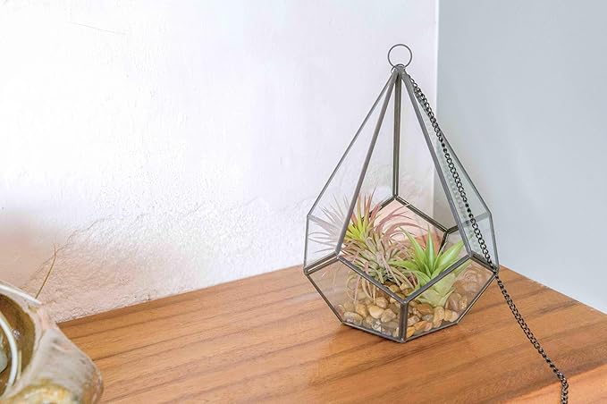 DIY Terrarium Kit with Air Plants - Air Plant Tillandsia Holder - Live Tillandsia Succulent House Plant - Wholesale and Bulk - Home and Garden Decor - Easy Care Indoor and Outdoor Plant (Pentagon)