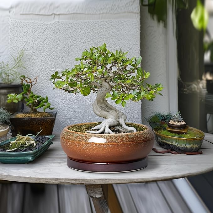 EPFamily Bonsai Pots - 10 Inch Ceramic Succulent Pots with Drainage Hole and Saucer, Bonsai Planter for Indoor Outdoor, Large Shallow Planter Bowl, Office Decor, Gifts for Plant Lovers, Retro Brown