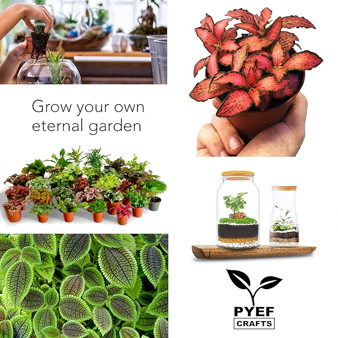 PYEF CRAFTS DIY Terrarium Kit for Adults – Build Your Own Self‑Sustaining Closed Ecosystem – 34 fl oz (1‑Liter) Glass Terrarium – Succulents, Air Plants, Fittonia, Fern – Plants Not Included