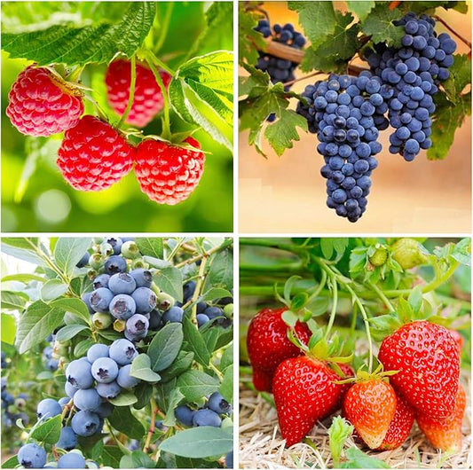 Mixed Berry Seeds for Planting- 700 Strawberries, 200 Raspberries, 80 Grapes, 80 Blueberries - Non-GMO Heirloom Varieties, Perfect for Home Gardening