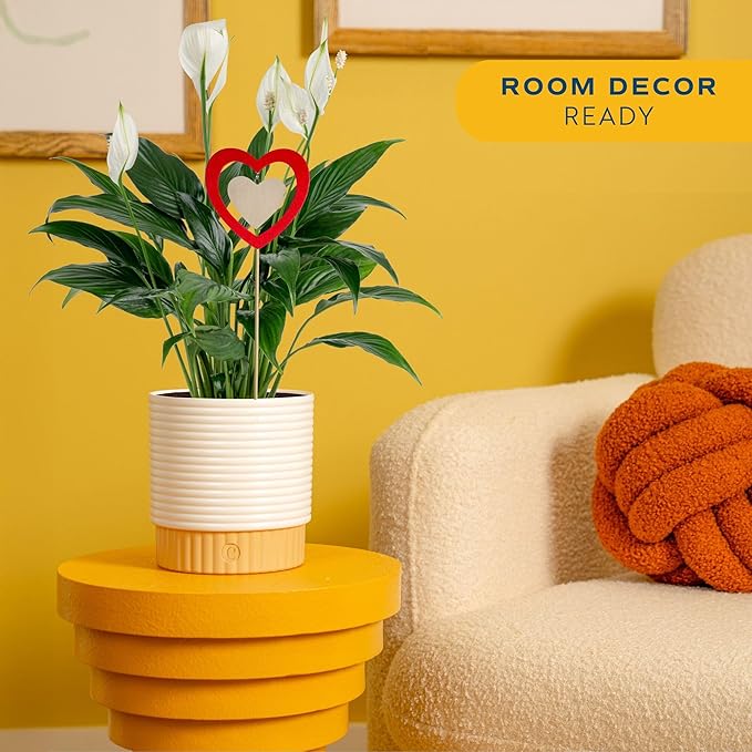 Costa Farms Peace Lily Live Plant in Decorative Pot, Air Purifying Flowering Indoor Houseplant, Perfect for Home, Room, or Office Decor, Great House Warming or Birthday Gift, 14-24 Inches Tall