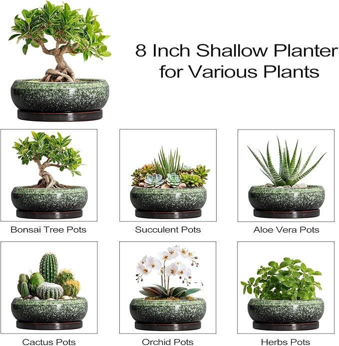 EPFamily Bonsai Pots 8 Inch - Ceramic Succulent Pots with Drainage Hole and Saucer, Shallow Plant Pot for Indoor Outdoor, Bonsai Tree Pots, Round Planter Bowl, Home Decor, Gift for Plant Lover, Green