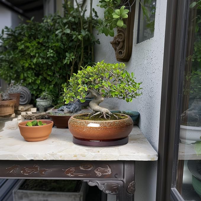 EPFamily Bonsai Tree Pots - 8 Inch Ceramic Succulent Planter Indoor Outdoor, Bonsai Pots with Drainage Hole and Saucer, Shallow Plant Pots, Round Planters, Kitchen Decor, Gifts for Women, Retro Brown