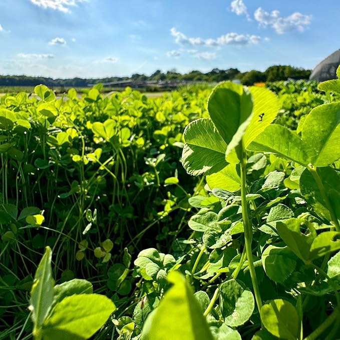 Whitetail Hill Clover Food Plot Seed for Deer and Turkeys, 1/2 Acre or 3 Acre, 5 Types of Clover, Perennial Blend, Cold Hardy, Drought Tolerant, Highly Palatable (1/2 Acre (3.5lbs))
