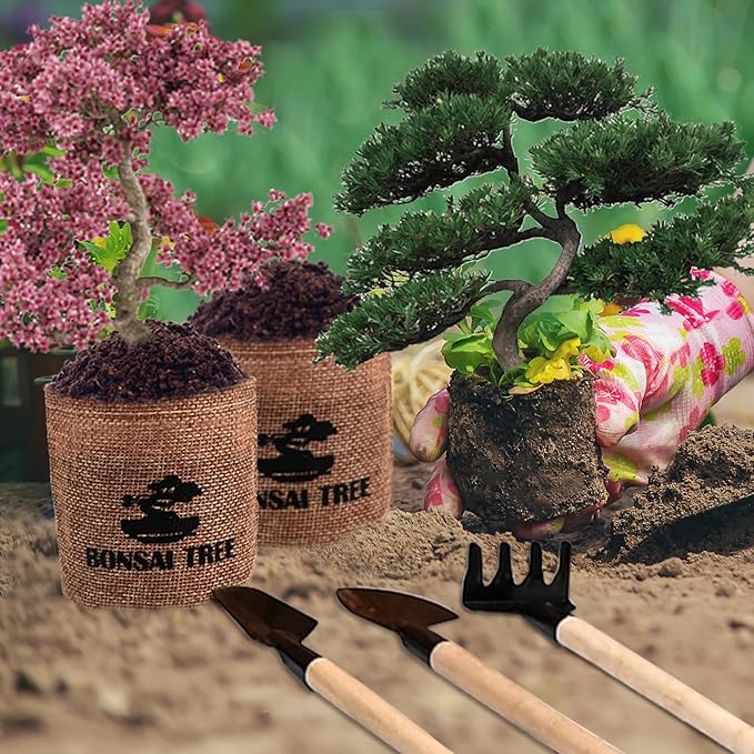 Sproutix Bonsai Garden Starter Kit, 4 Seeds Growing into Sakura, Ginkgo, Black Pine, Red Flame, Including Complete Gardening Tools & A Wooden Box with Cover, Christmas Gifts for Men Women Beginners