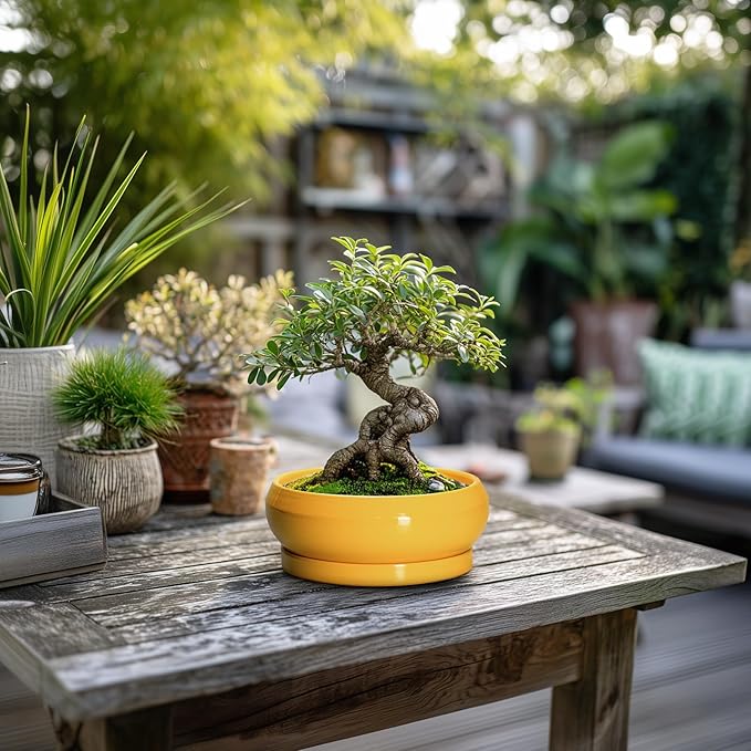 EPFamily Succulent Pots with Drainage Hole - 6 Inch Ceramic Bonsai Pots for Indoor Outdoor, Shallow Plant Pot with Saucer, Bonsai Planter, Round Succulent Planter, Patio Decor, Gardening Gift, Yellow