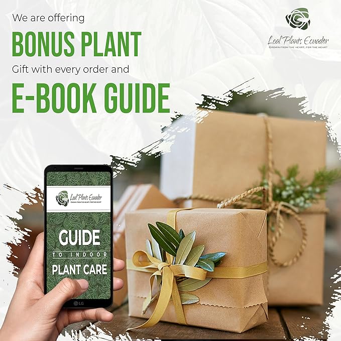 LEAL PLANTS ECUADOR Calathea Ornata Sanderiana (Pack of 2)| Elegant Pinstripe Prayer Plant for Indoor Natural Décor | Pink Striped Foliage | Lush Pet-Friendly Indoor Plants Home, Office & Gift