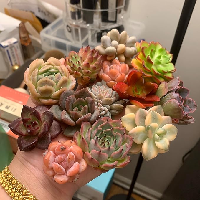 THE ONE BLOOM Mix DIY Rare Live Succulent Plants, 0.5-1,5" Random Mystery Bulk Succulent Live Plant, Without Pot & Soil, 6/12/24 Pcs, Garden Indoor Office Desk Decoration, Plant Gifts (24)