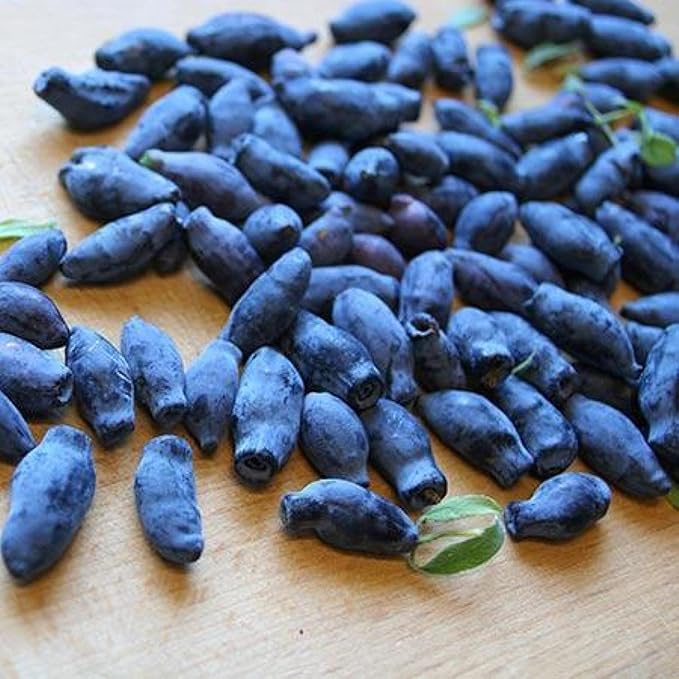 1 Litter Pot Honeyberry ‘Aurora’ (Lonicera caerulea VAR.edulis) 1 Plant 12-18” Tall Haskap