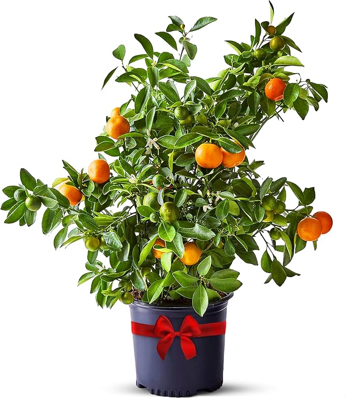 Calamondin Tree Live Plants Outdoor Plant 13" - 22" Tall Dwarf Indoor Fruit Trees Live Plants Cannot Ship: CA, AZ/TX/LA – Patio Fruit Plant Pot, Real Citrus Tree Pot, Housewarming Gifts by Via Citrus