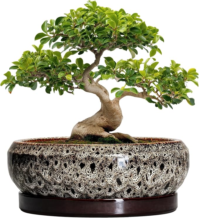 EPFamily Bonsai Planter 13 Inch - Large Ceramic Succulent Planters, Shallow Plant Pot Indoor with Drainage Hole and Tray, Bonsai Pot, Round Bowl Planter Outdoor, House Decor, Housewarming Gift, White