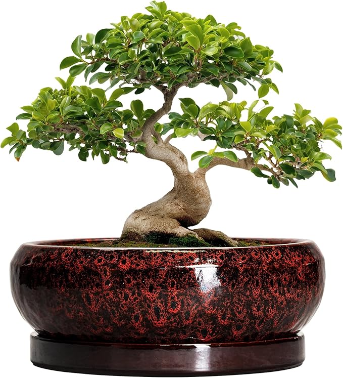 EPFamily Bonsai Pots with Drainage Hole - 13 Inch Ceramic Succulent Pots, Large Succulent Planter with Saucer, Shallow Planter Indoor Outdoor, Round Planter Bowl, Apartment Decor, Garden Gifts, Red