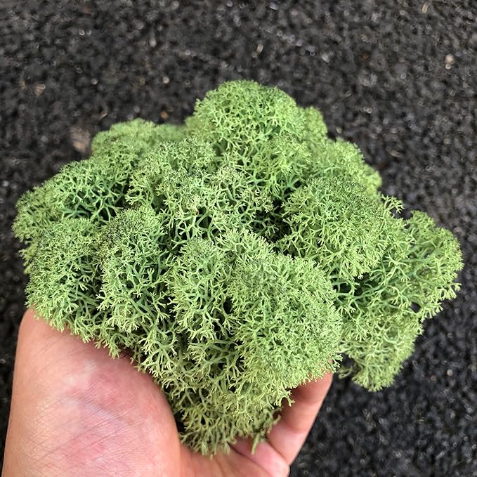 prefleur Preserved Reindeer Moss Natural Green DIY Kit Gardenning Art Wall Decor Florist Decor Easter Table Decor Wedding