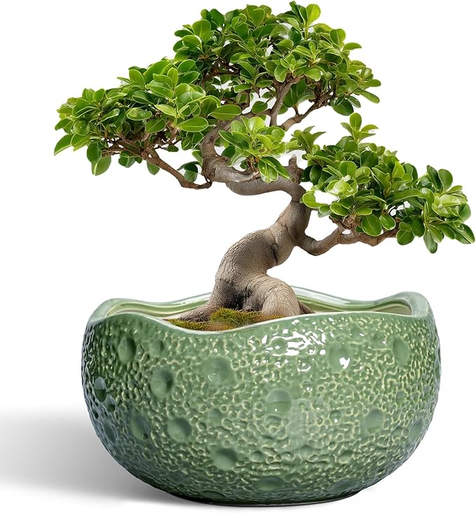 Thirtypot Ceramic Pots for Plants - 13 Inch Large Bonsai Pots Indoor Outdoor, Round Plant Pot with Drainage Hole, Decorative Flower Pot, Modern Unique Planters, Patio Decor, Plant Lover Gifts, Green