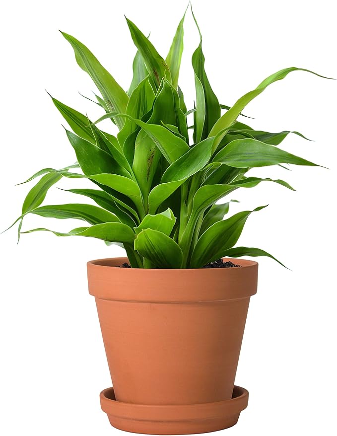 D'vine Dev Terracotta Pots Set, 6-Inch Terra Cotta Pots with Saucers & Tray, Ideal for Plants & Succulents