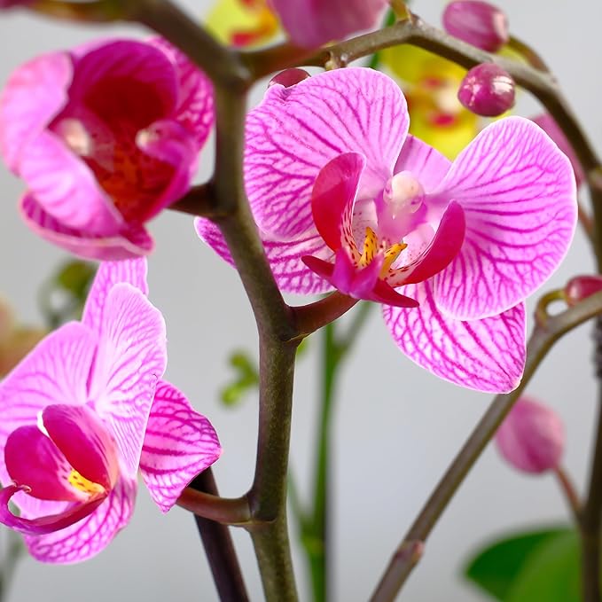 Premium Purple Live Orchid Plant Blooming in 3.5" Blue & White Orchid Pot, Live Plants, Houseplant Gifts, Approx. 16" Tall, Pet Friendly Houseplants, Phalaenopsis Moth Flower by Plants for Pets