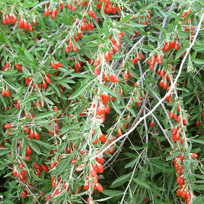 Goji Berry 50 Seeds - Lycium Chinense/Lycium Barbarum, Chinese Wolfberry Plant, Perennial Non GMO Super Fruit, Easy to Grow Goji Berries Seeds for Planting