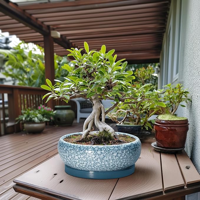 EPFamily Large Succulent Planters - 13 Inch Ceramic Bonsai Pots with Drainage Hole and Saucer, Shallow Plant Pots Indoor Outdoor, Large Planter Bowl, Round Planter, Garden Decor, Gardening Gift, Blue