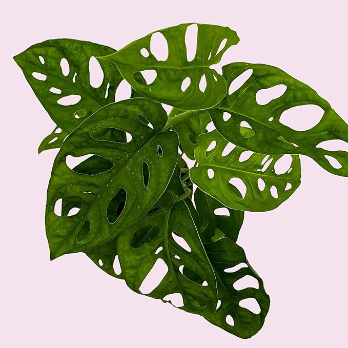 BubbleBlooms Monstera Adansonii Swiss Cheese Plant, Live in a 4 inch Pot by BubbleBlooms