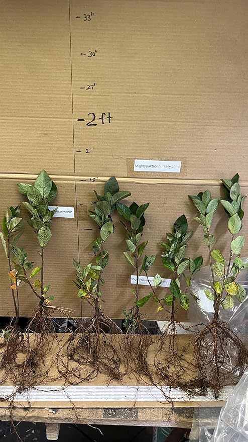 8-14" Tall Aronia melanocarpa Black Chokeberry bareroot Plant