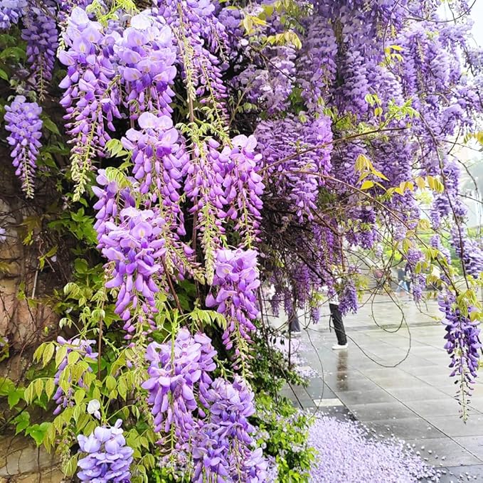 2 American Purple Wisteria Live Plant 6–12 Inch Tall | Hardy, Fragrant Purple Flower Clusters | Easy-Care Climbing Vine for Landscapes, Fences & Outdoor Garden Décor