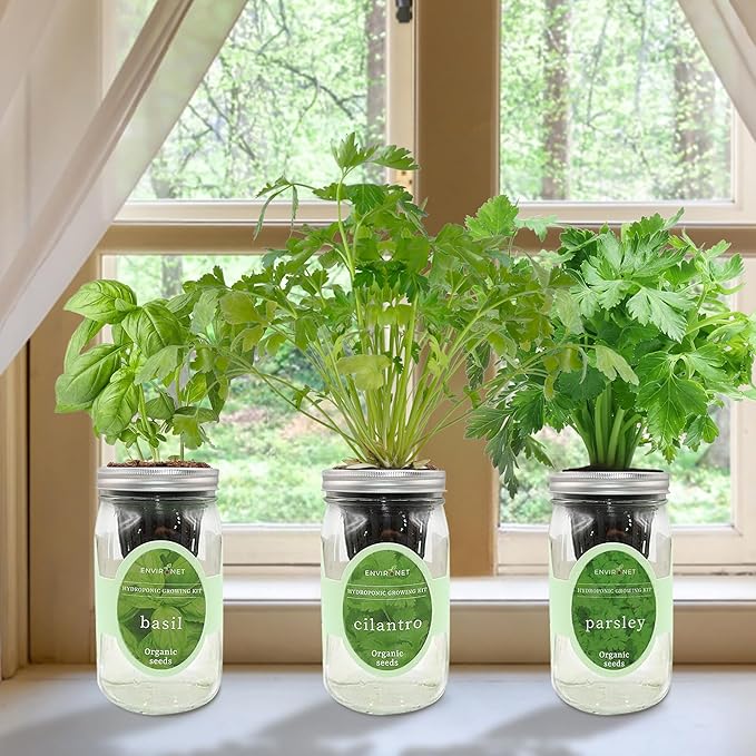 Environet Hydroponic Herb Growing Kit Set, Self-Watering Mason Jar Herb Garden Starter Kit Indoor, Windowsill Herbs Garden, Grow Your Own Herbs from Organic Seeds (Basil, Cilantro and Parsley)