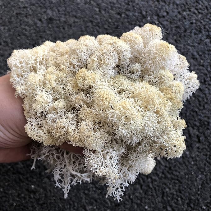 prefleur Preserved Reindeer Moss Natural Green DIY Kit Gardenning Art Wall Decor Florist Decor Easter Table Decor Wedding