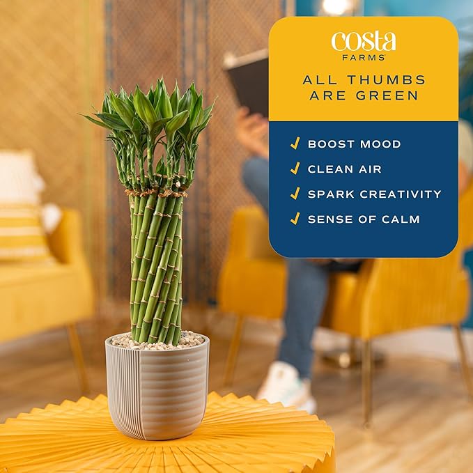 Costa Farms Lucky Bamboo Live Plant in Decorative Pot, Easy to Maintain Indoor Houseplant, Perfect for Home, Room, or Office Decor, Great House Warming or Birthday Gift, 12-15 Inches Tall