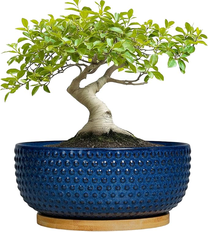 EPFamily Bonsai Pots - 8 Inch Ceramic Pots for Succulent Plants & Bonsai Tree, Planter with Drainage Hole and Saucer, Modern Round Decorative Flower Planters, House Decor, Gifts for Women Man, Blue