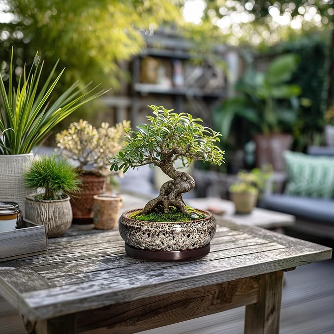 EPFamily Succulent Planter 6 Inch - Ceramic Bonsai Pots with Drainage Hole and Tray, Shallow Plant Pot Indoor Outdoor, Cactus Succulent Pot, Round Bonsai Planter, Home Decor, Plant Lover Gift, White