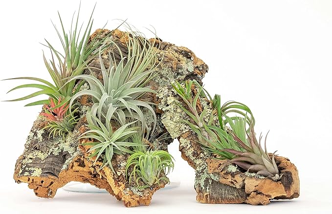 Large Natural Cork Bark DIY Kit with Five Assorted Air Plants, Glue and Hook - Live Tillandsia Succulent House Plant - Wholesale and Bulk - Easy Care Indoor and Outdoor Plants
